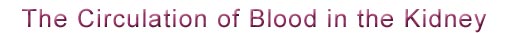 Bartter's Syndrome continued - The Circulation of Blood in the Kidney